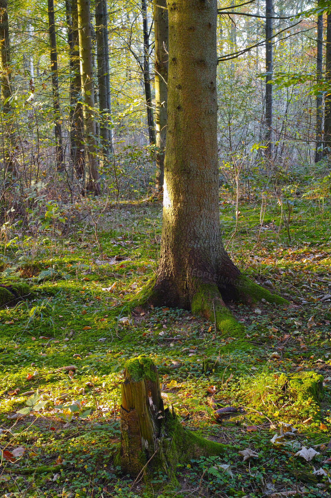 Buy stock photo Tree, stump and moss in autumn of forest, woods or plants in countryside with biodiversity in nature. Fall, environment and natural growth of fungi on ground outdoor with grass, leaves and foliage 