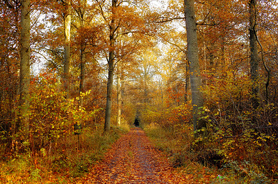 Buy stock photo Before sunset in late autumn forest - Denmark