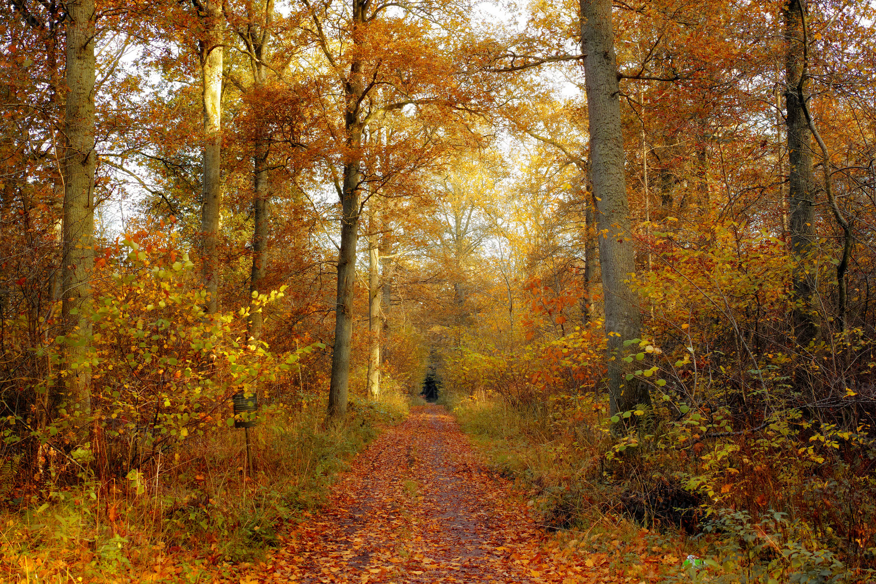 Buy stock photo Before sunset in late autumn forest - Denmark