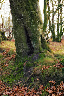 Buy stock photo A shot of forest trees in autumn