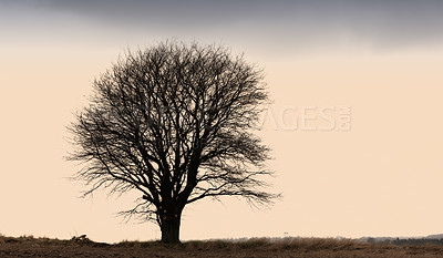 Buy stock photo Oak tree, silhouette and sunset with dark landscape for recycle, blue sky in environment for climate change. Eco friendly, countryside and natural in nature, ecology and sustainability in woods