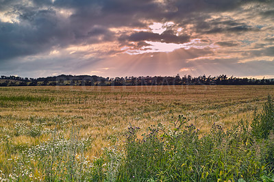 Buy stock photo Farmland, landscape and clouds for agriculture in nature with plants, travel location and scenery in countryside. Meadow, environment and field with sunrise, ecology and organic growth in Denmark