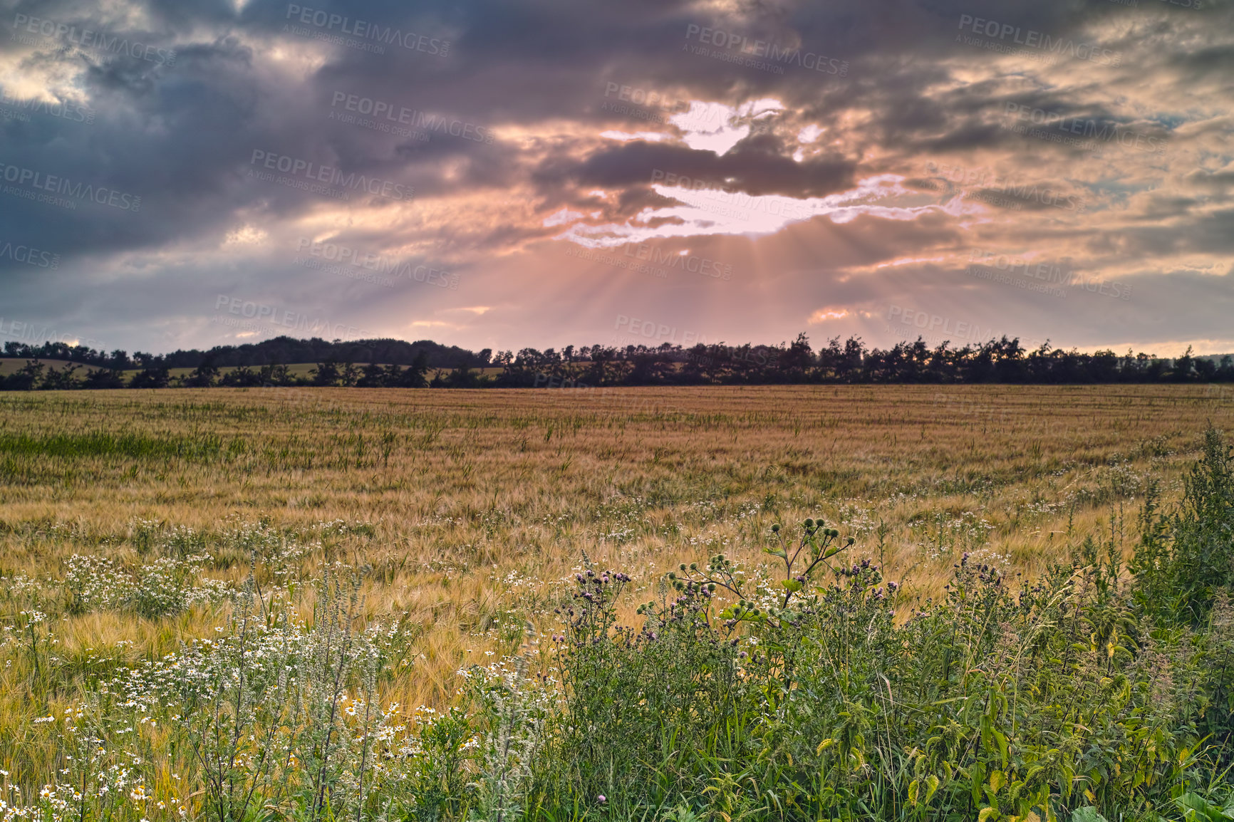 Buy stock photo Farmland, landscape and clouds for agriculture in nature with plants, travel location and scenery in countryside. Meadow, environment and field with sunrise, ecology and organic growth in Denmark