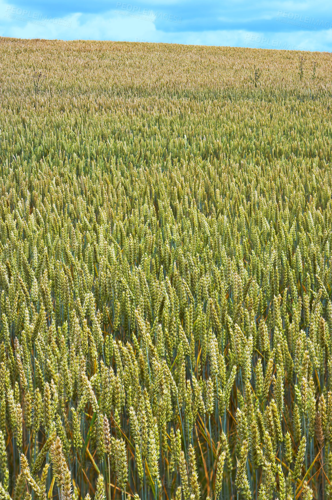 Buy stock photo Landscape, field and wheat in nature in countryside with horizon, environment and plants with blue sky. Meadow, grain and cornfield in Denmark with eco friendly scenery and growth for sustainability