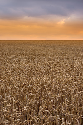 Buy stock photo Farmland, landscape and field for agriculture with horizon for travel location, harvest and scenery in countryside. Meadow, environment and cornfield with wheat, ecology and organic growth in Denmark