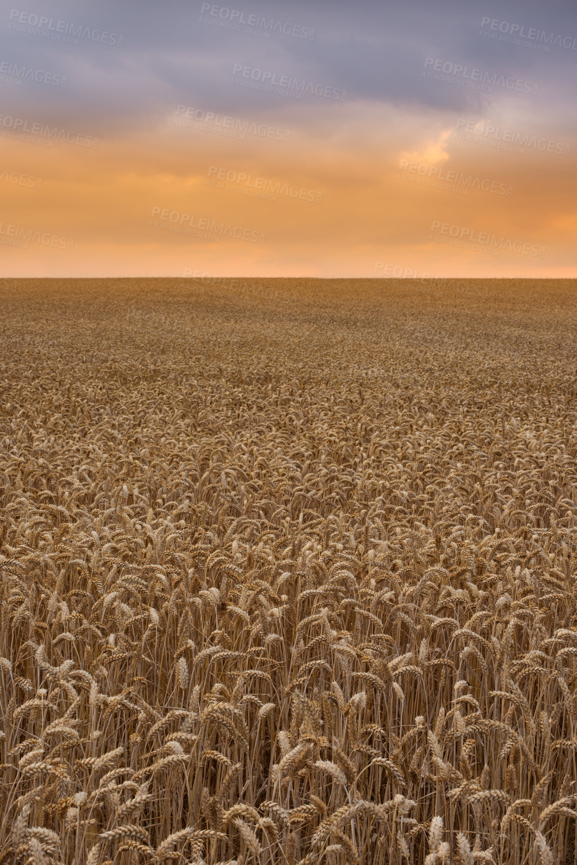 Buy stock photo Farmland, landscape and field for agriculture with horizon for travel location, harvest and scenery in countryside. Meadow, environment and cornfield with wheat, ecology and organic growth in Denmark