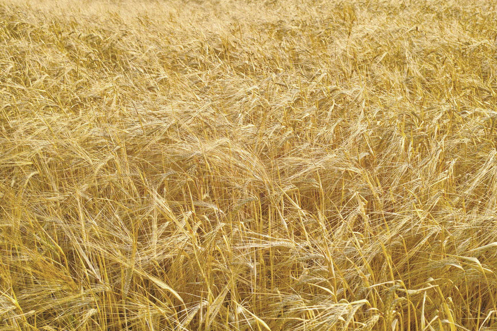 Buy stock photo Field, wheat and crop in outdoor nature, agriculture and raw food ready for harvesting in farm. Plants, organic and grain production in countryside landscape, growth and ecosystem for sustainability