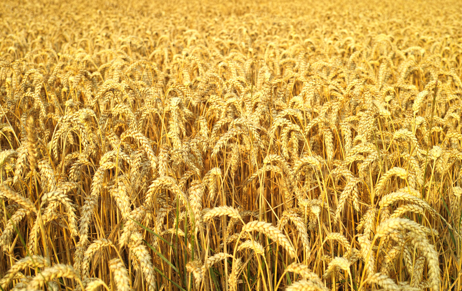 Buy stock photo Wheat, field and farm in nature with agriculture growth, production and supply chain, harvest and process. Sustainability, plant and grain farming in countryside for organic small business startup