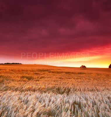 Buy stock photo A field on a farm