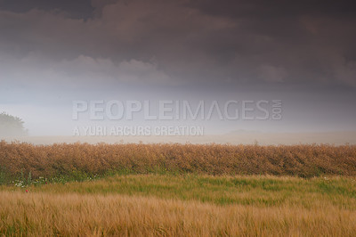 Buy stock photo Farmland, landscape and rain clouds for agriculture in nature with plants, travel location and scenery in countryside. Meadow, environment and field with mockup, ecology and organic growth in Denmark