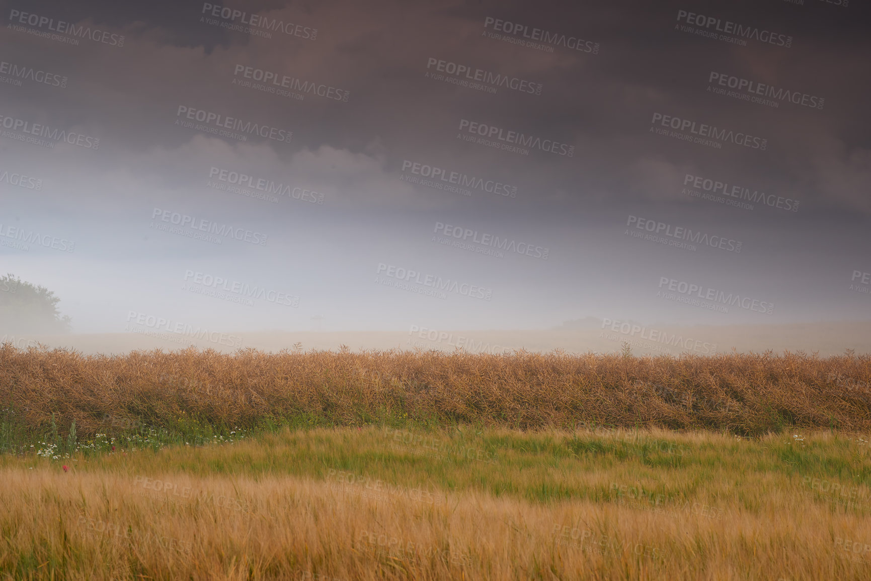 Buy stock photo Farmland, landscape and rain clouds for agriculture in nature with plants, travel location and scenery in countryside. Meadow, environment and field with mockup, ecology and organic growth in Denmark