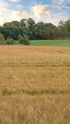 Buy stock photo Farmland, landscape and forest for agriculture in nature with plants, travel location and scenery in countryside. Meadow, environment and field with sunrise, ecology and organic growth in Denmark