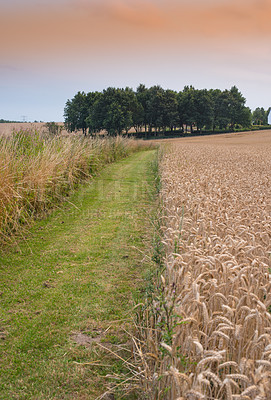 Buy stock photo Field, wheat and road in outdoor nature, agriculture and raw food ready for harvesting in farm. Plants, street and grain production in countryside landscape, growth and ecosystem for sustainability