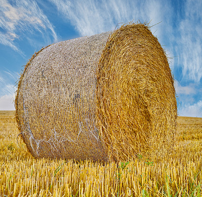 Buy stock photo Field, hay and bales in outdoor farm, agriculture and raw food ready for feeding in environment. Plants, organic and straw production in countryside landscape, growth and ecosystem for sustainability