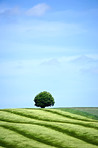 The lone tree