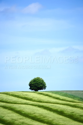 Buy stock photo Field, nature and landscape with trees and outdoor, grass or park with overgrowth and summer. Environment, green and natural with scenery, view and ecosystem with wilderness or grassland in Denmark