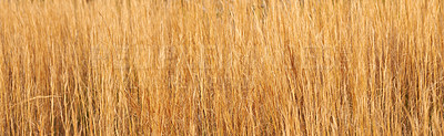 Buy stock photo Dry, nature and grass in wild field with texture for sustainable growth, natural environment and agriculture. Weeds, landscape and banner for rural meadow with countryside, ecology and wheat plants