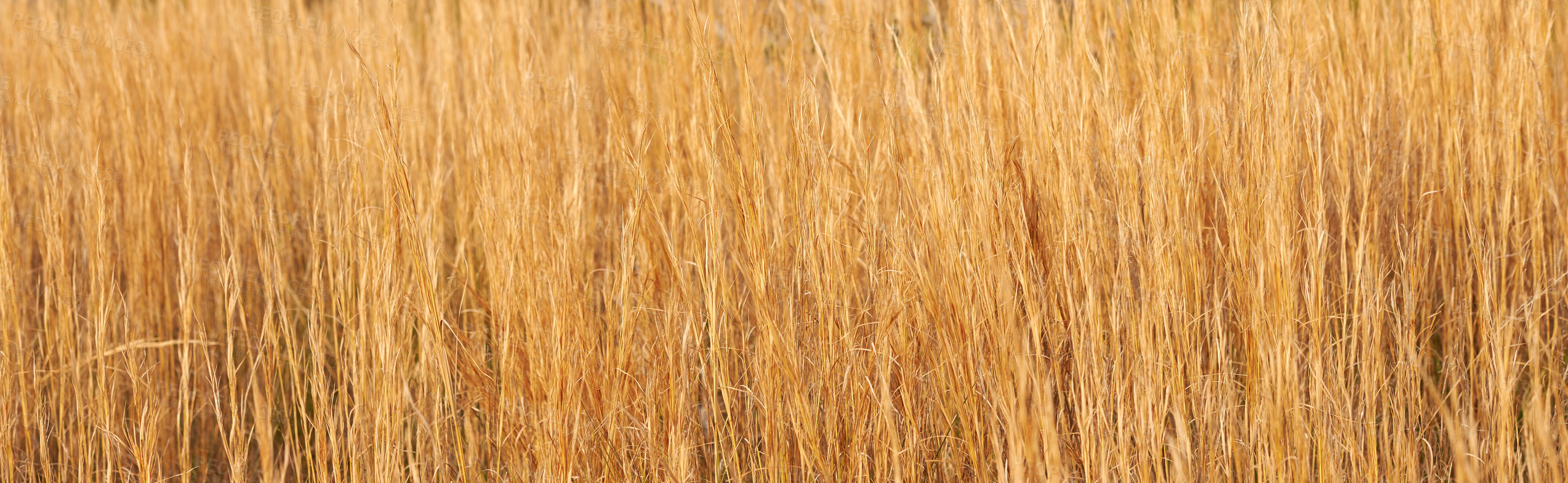 Buy stock photo Dry, nature and grass in wild field with texture for sustainable growth, natural environment and agriculture. Weeds, landscape and banner for rural meadow with countryside, ecology and wheat plants