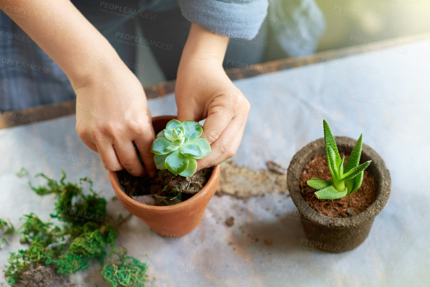 Buy stock photo Cropped shot of a woman planting succulent plants into pots at a table