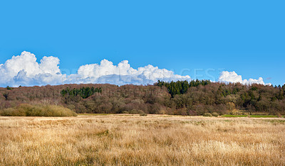 Buy stock photo Field, spring and nature with blue sky for agriculture with environment, conservation and outdoors. Mountain, trees and mockup space for sustainable flora, wilderness and scenic quiet countryside.