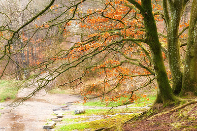 Buy stock photo Woods, trees and river with water in autumn for eco friendly, environment and stream in forest. Outdoor, Earth and meadow with leaves at countryside for nature, sustainability and foliage in Japan