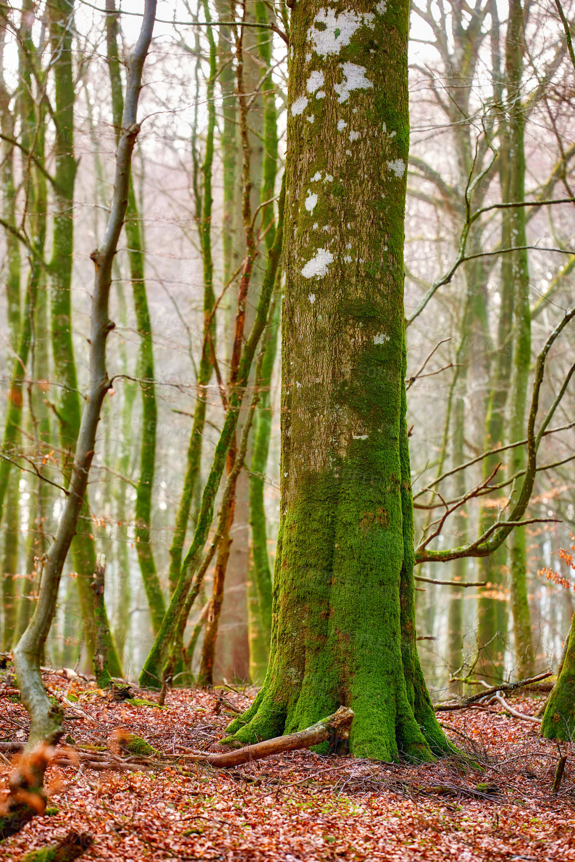 Buy stock photo Trees, forest and countryside with nature, summer and ecology with sustainability, environment and leaves. Empty, branch and landscape with growth, plants and earth day with sunshine, woods and moss