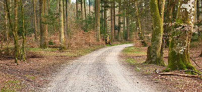 Buy stock photo Nature, path and countryside in autumn for adventure travel, journey or exploration. Empty, landscape and trees with dirt road for outdoor woodland, morning walk or forest conservation in Sweden