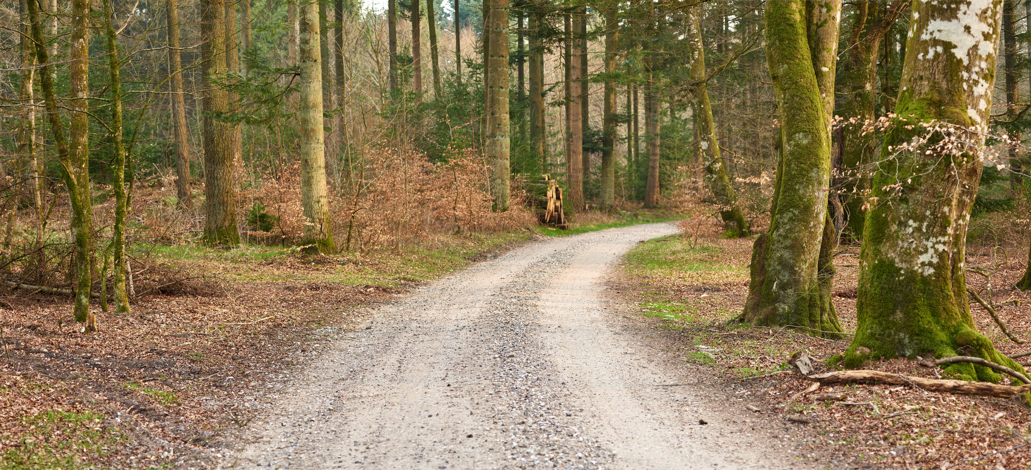 Buy stock photo Nature, path and countryside in autumn for adventure travel, journey or exploration. Empty, landscape and trees with dirt road for outdoor woodland, morning walk or forest conservation in Sweden