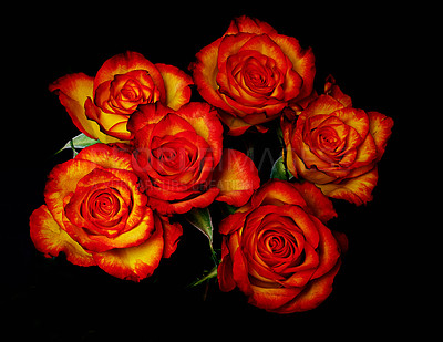 Buy stock photo Studio shot of a bouquet of roses on a black background