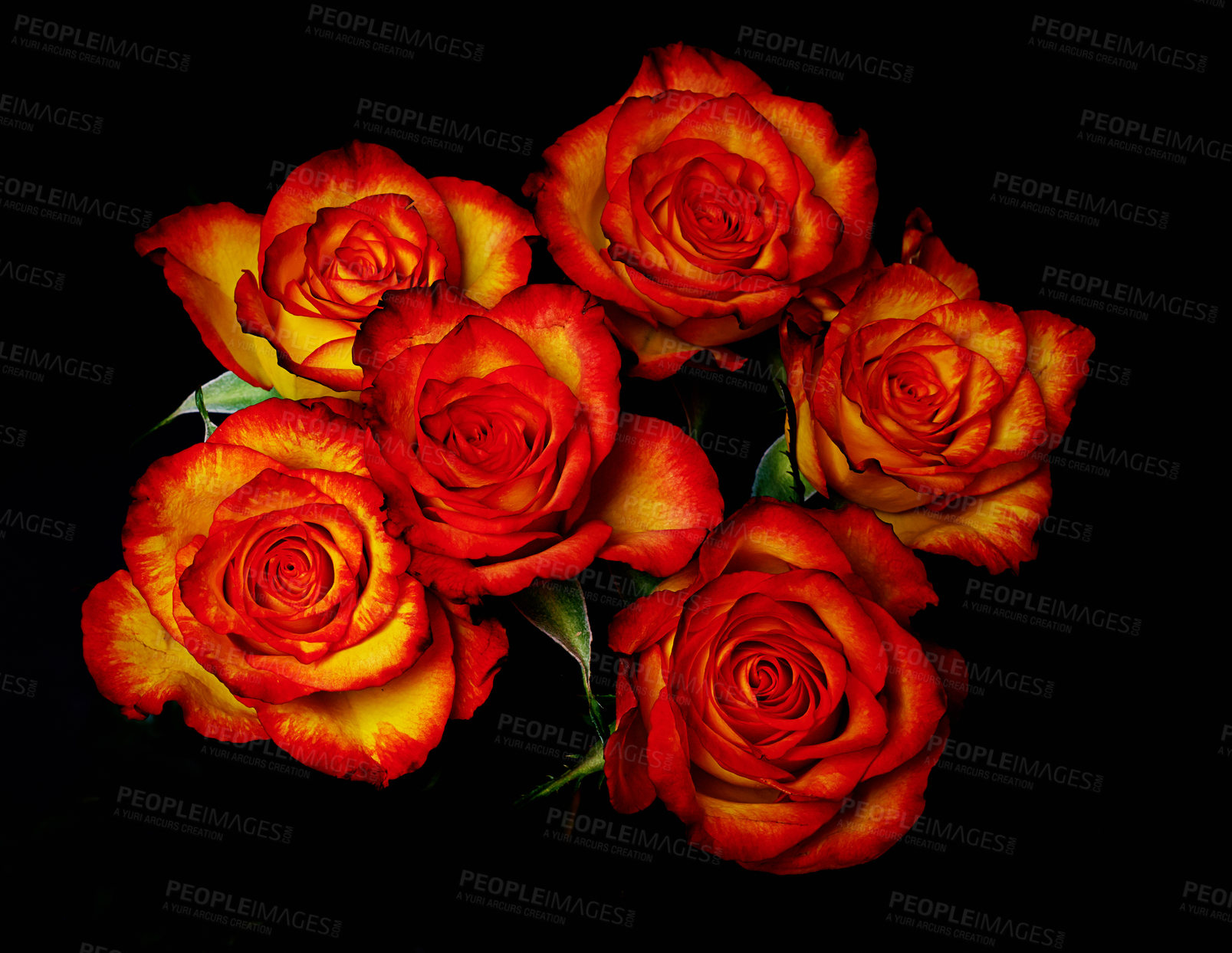 Buy stock photo Studio shot of a bouquet of roses on a black background