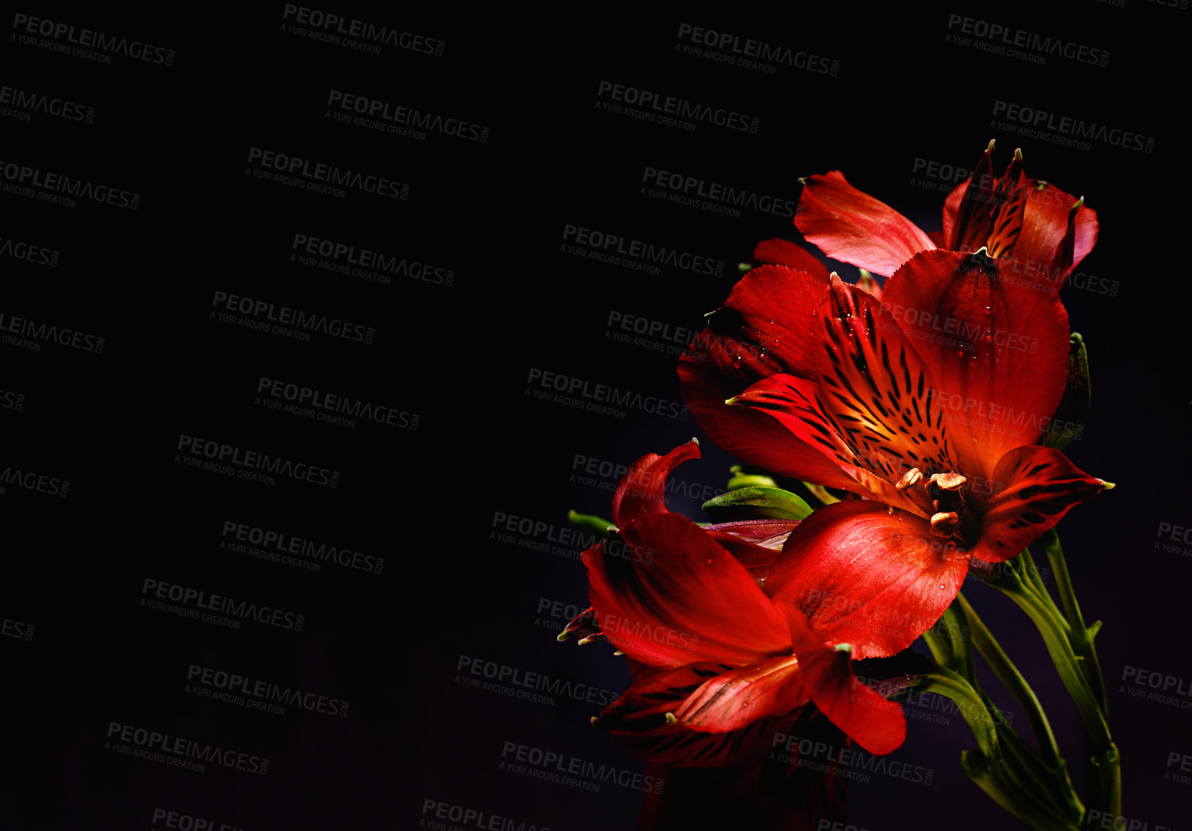 Buy stock photo Studio shot of red lilies on a black background