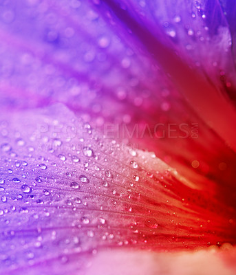 Buy stock photo Closeup shot of a purple and red flower covered in dew