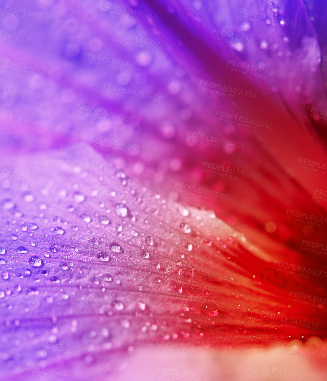 Buy stock photo Closeup shot of a purple and red flower covered in dew