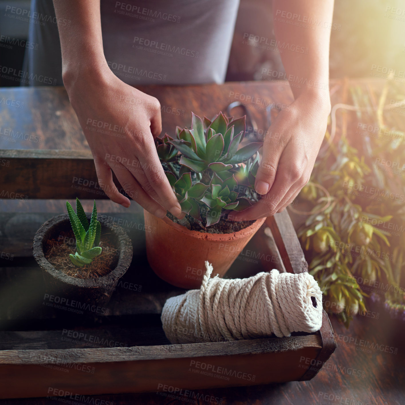 Buy stock photo Hands, plant and pot with flowers for gardening, hobby and horticulture with healthy soil or growth. Woman, table and eco friendly for botany, ecology and natural environment with succulent floral 