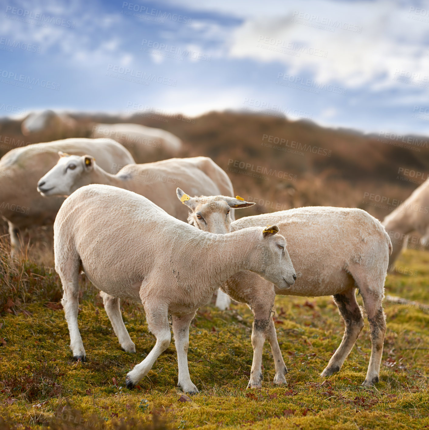 Buy stock photo Flock of sheep in a meadow on lush farm land. Shaved sheered wooly sheep eating grass on a field. Wild livestock grazing in Rebild National Park, Denmark. Free range organic mutton