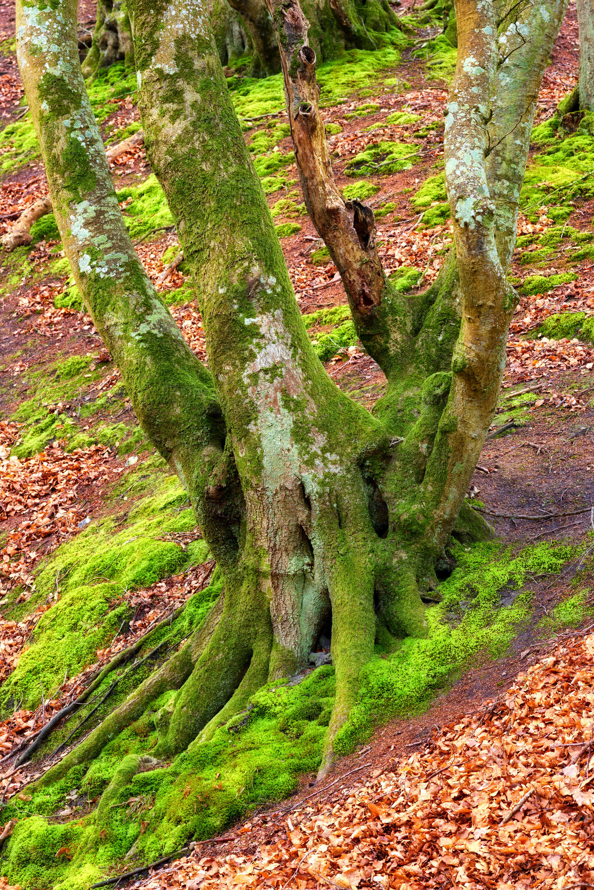 Buy stock photo Outdoor, tree and moss on bark in forest or natural environment, moisture and surface texture for lichen growth. Woodland, nature and foliage with algae or fungus in tropical region, New Zealand.