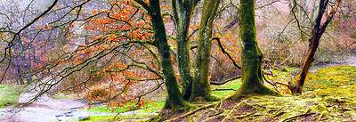 Buy stock photo Nature, tree and moss on trunk in forest or natural environment, moisture and surface texture for lichen growth. Woodland, outdoor and foliage with algae or fungus in tropical region, New Zealand.