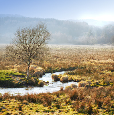 Buy stock photo River, tree and sunshine in nature or environment for landscape or sustainability in countryside. Water, plants and bush or fog in morning for outdoor and eco friendly location or travel destination 