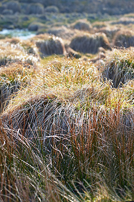 Buy stock photo Grass, marsh and nature with landscape of growth in ecosystem or environment for sustainability. Climate, green, and ground with bush growing outdoor in mother nature, national park or wilderness