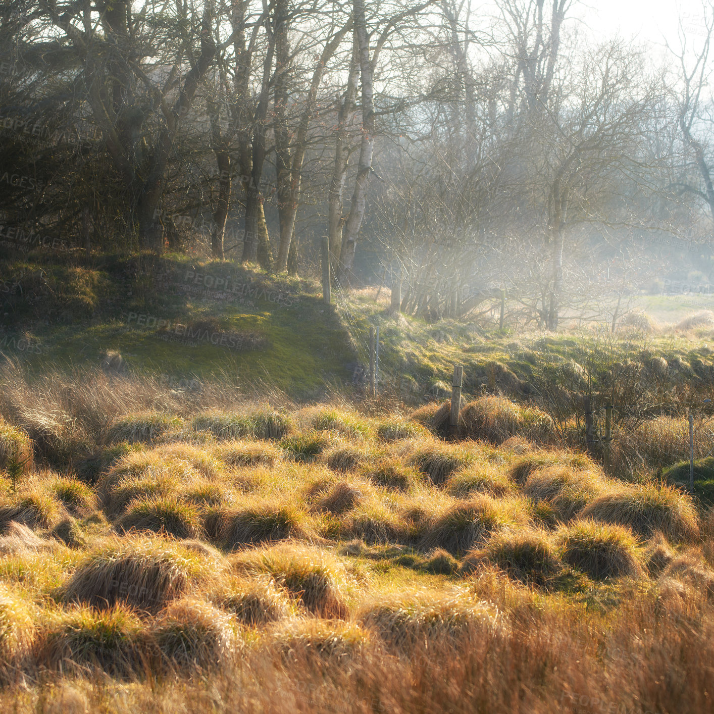 Buy stock photo Nature, marsh land and forest with trees, fog and Denmark with environment, bushes and national park. Empty, grass or ecology with landscape, ecosystem and climate change with woods or sustainability