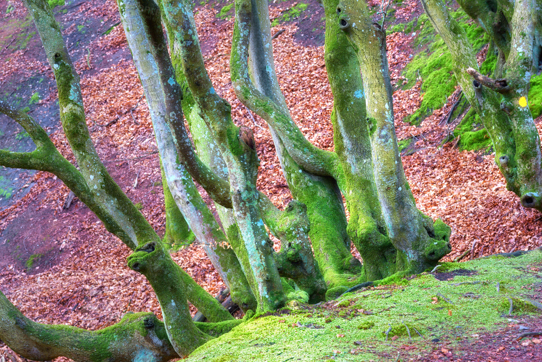 Buy stock photo The enchanted forest in Rebild National Park, Jutland, Denmark.