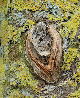 Buy stock photo Tree, bark and closeup in forest with nature, growth and green moss at Rebild National Park in Denmark. Trunk, environment and healthy ecosystem with texture, wood and outdoor with sustainability