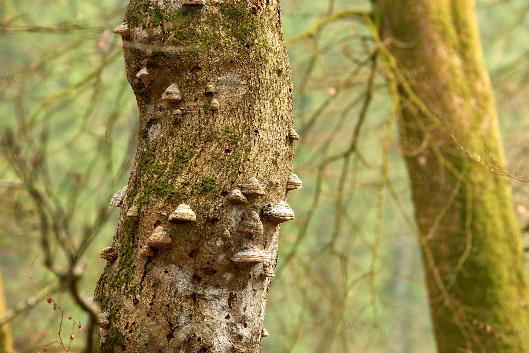 Buy stock photo Trees, forest and mushroom on bark in nature, growth and life cycle at Rebild National Park in Denmark. Fungus, environment and healthy ecosystem with texture, wood and outdoor with sustainability