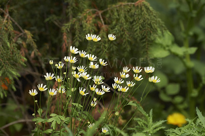 Buy stock photo The enchanted forest in Rebild National Park, Jutland, Denmark.