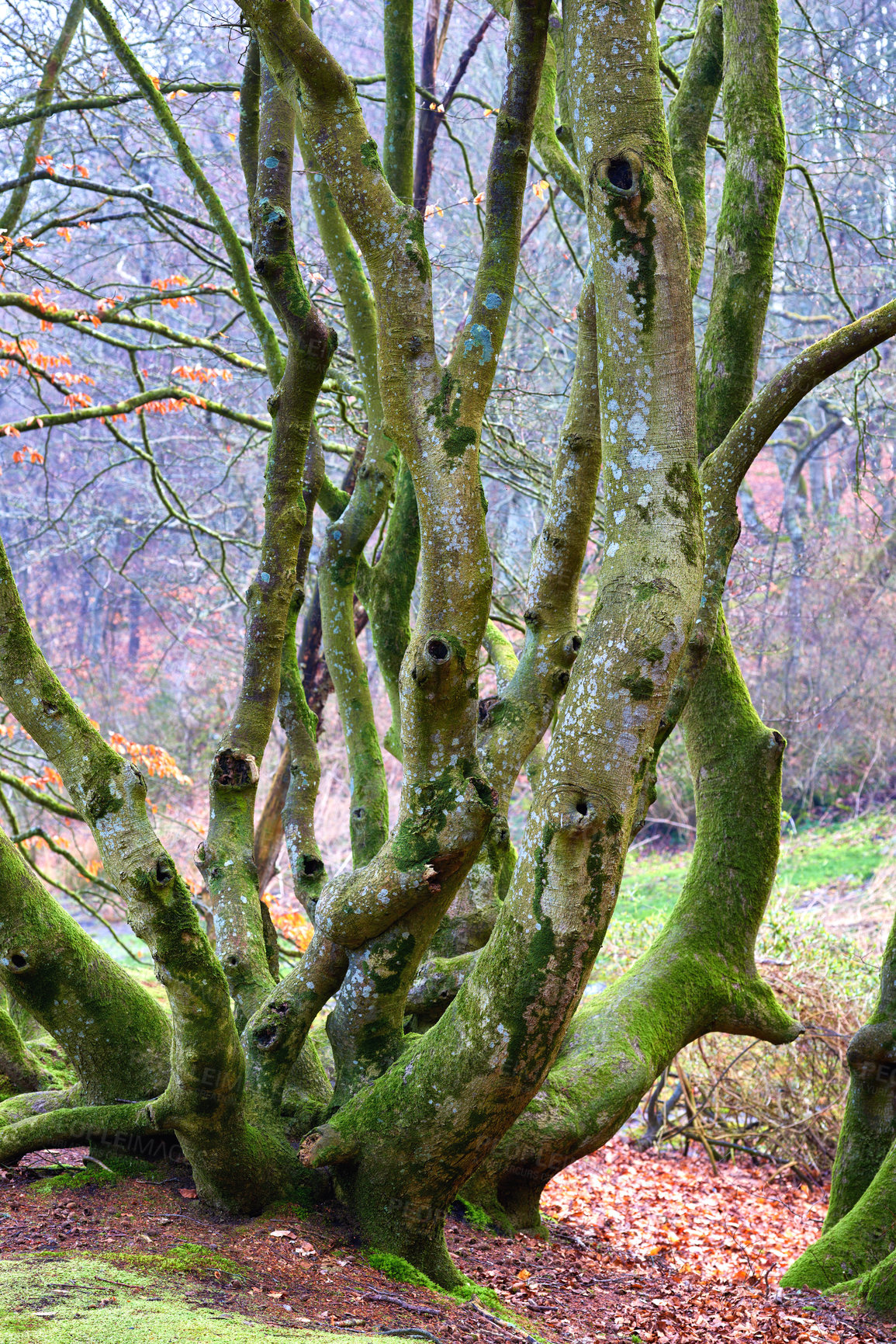 Buy stock photo Outdoor, tree and moss on bark in rainforest or natural environment, moisture and surface texture for lichen growth. Woodland, nature and foliage with algae or fungus in tropical region, New Zealand.