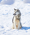 Sled dogs in city of Ilulissat - Greenland