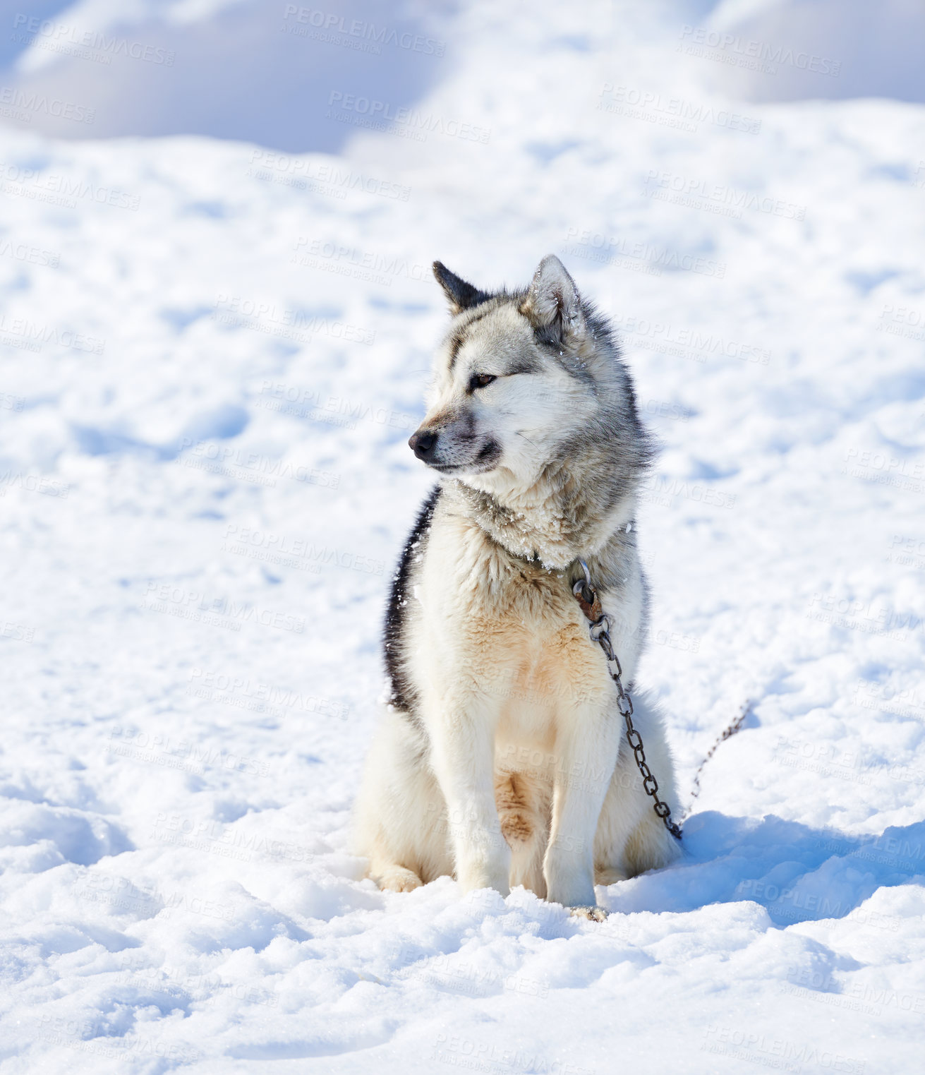 Buy stock photo Sled dog, husky and nature in snow for travel, safety and chains in Ilulissat, Greenland, Denmark. Animal, pet and outdoor with ice, service and eco friendly transport with winter in environment