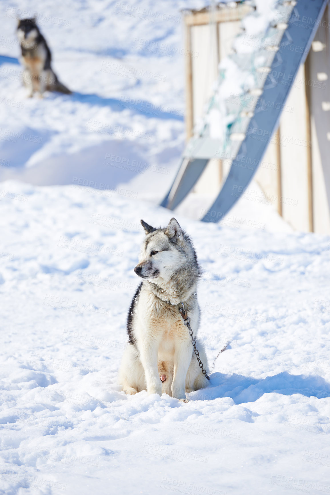 Buy stock photo Sled dog, husky and outdoor in snow for travel, safety and chains in Ilulissat, Greenland, Denmark. Animal, pet and nature with ice, service and eco friendly transport with winter in environment