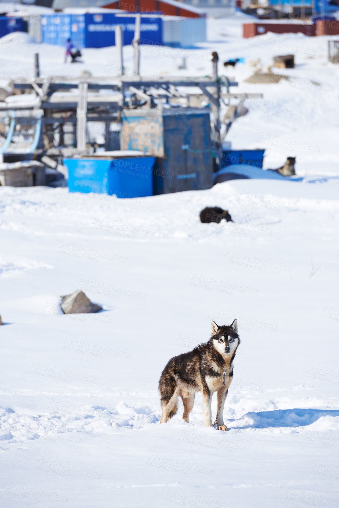 Buy stock photo Sled dog - 7000 sled dogs in the city of  Ilulissat, at city with a population of 4500 people, Greenland, Denmark.  The month of May