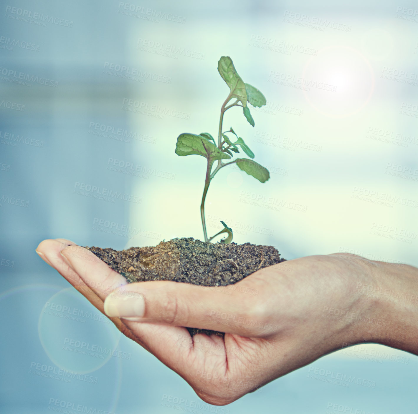 Buy stock photo Growth, plant and ecology with soil in the hand of a business person for eco friendly development. Earth day, spring or nature with an employee holding a green leaf in the palm for sustainability